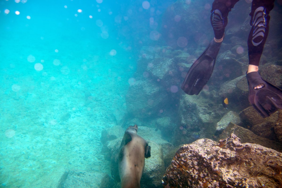 A sea lion swimming underwater in the Galapagos