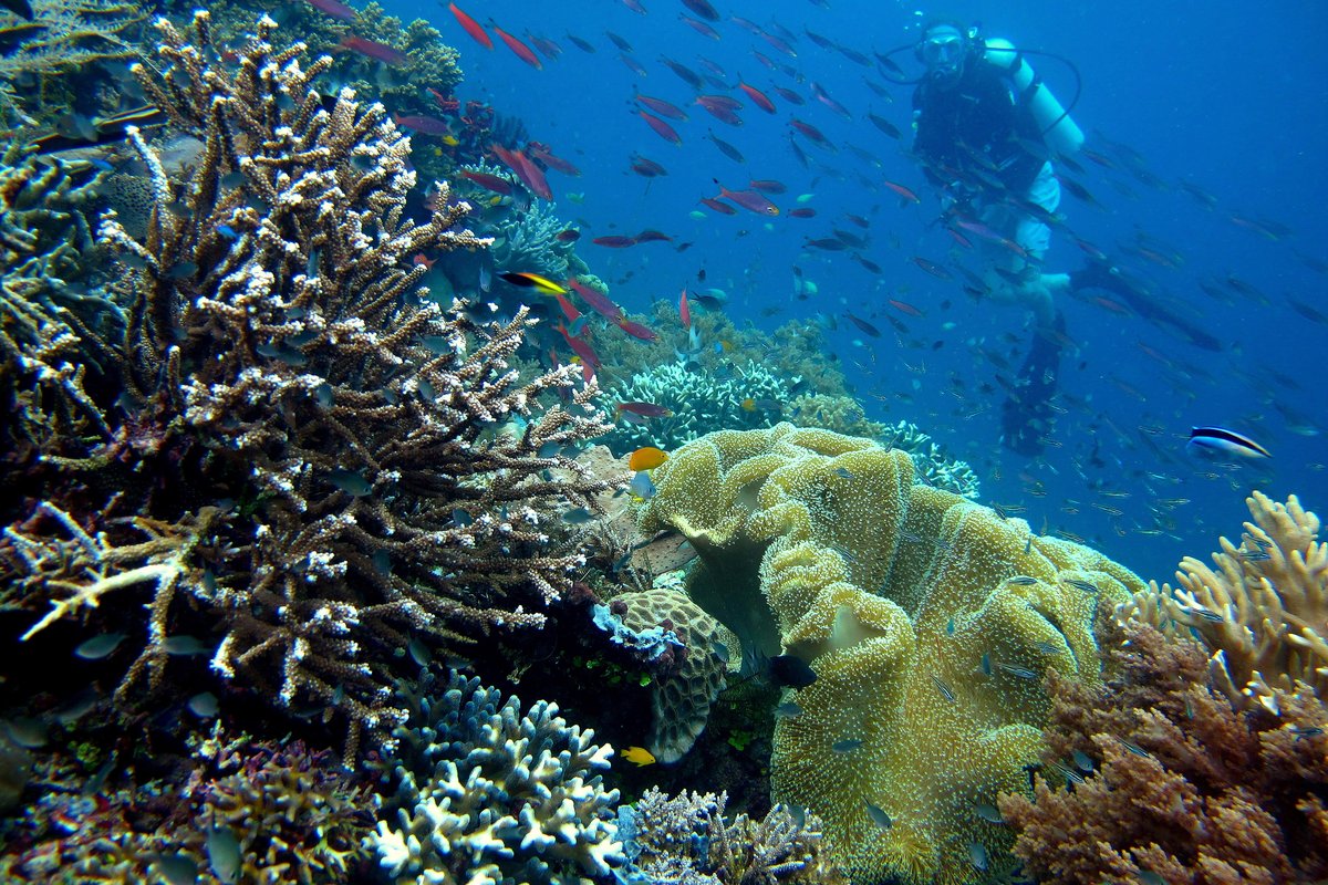 Pristine coral reef in Raja Ampat, Indonesia