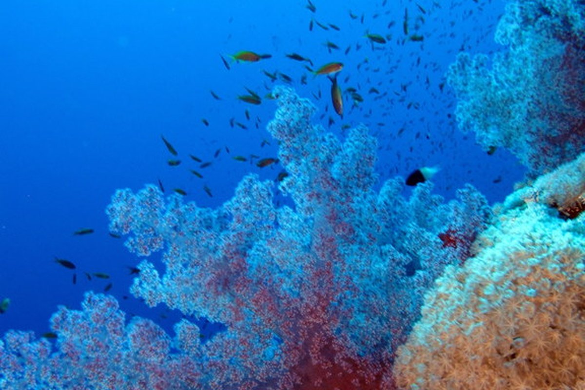 A vibrant coral reef teeming with fish in the Red Sea